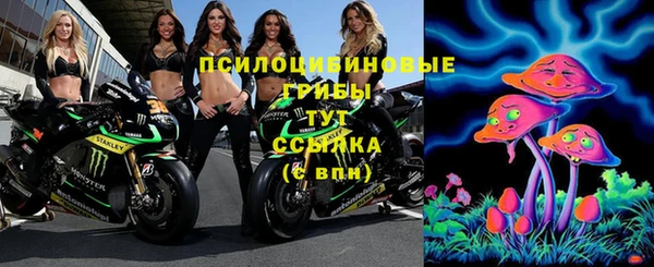 стаф Алзамай